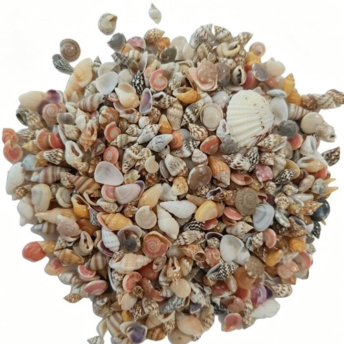 1000pcs muscheln sortiert - 1000pcs,